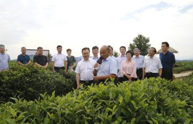 关于中国工程院院士刘仲华一行调研安康市茶产业发展情况的热门新闻
