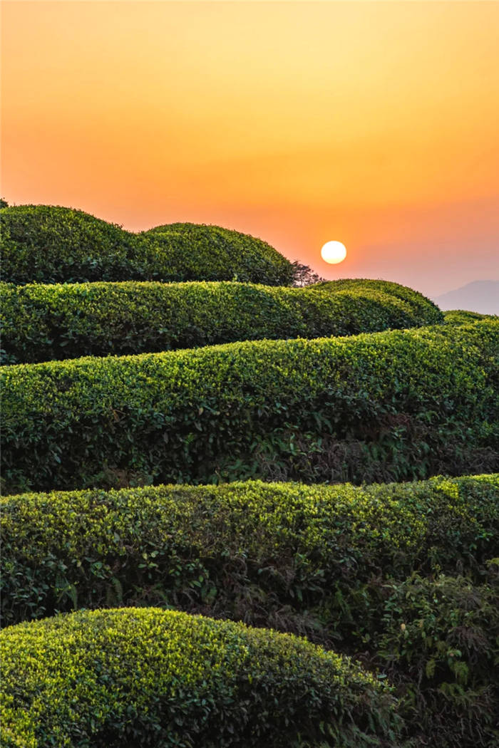 有关于泰顺筱村镇：葛垟茶场春欲暮 客来烹茶三杯香的消息(12)
