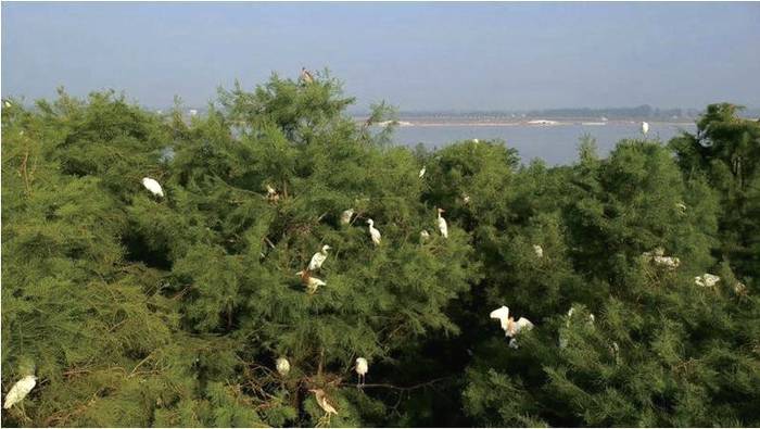 有关于中外网红在信阳:赴一场茶香之旅 看“小茶叶”如何托起“大产业”的资讯(5)