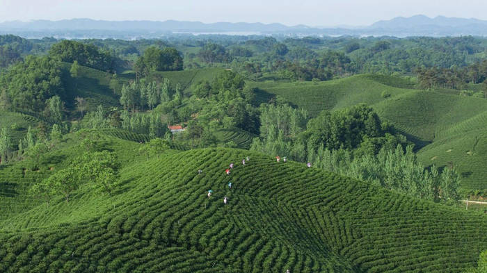 关于绿色发展 美好生活 文新茶村欢迎您来看中国最美茶园的信息(9)