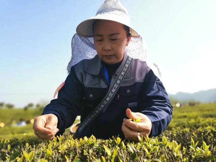 有关于奋斗百年路 启航新遵义 春天里,采茶忙!的消息(4)