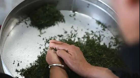 关于日照市岚山区大棚春茶上市！刚出锅的茶叶可真香~的热门消息(7)