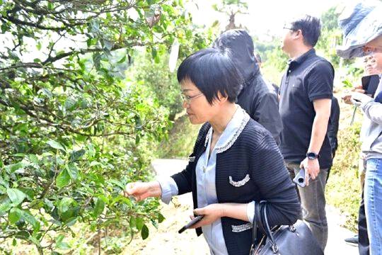 关于国内茶叶专家到云县漫湾镇白莺山古茶园进行科学考察的热门信息(2)