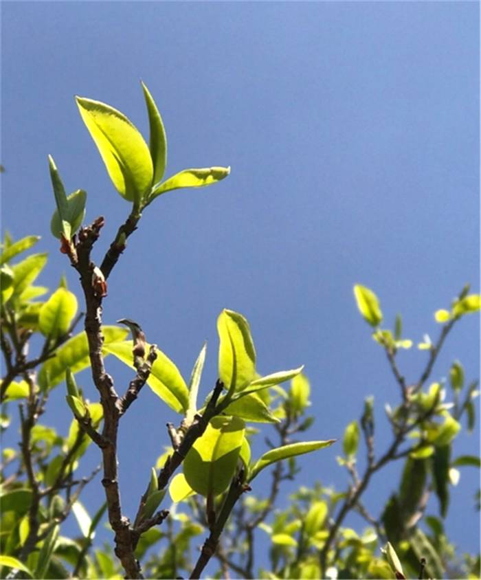 有关于超低价云南“老班章”“冰岛茶”充斥电商平台，业界呼吁整治行业乱象的最新消息(1)