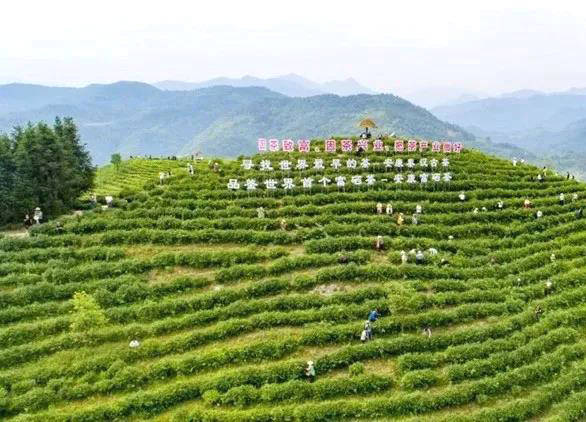 有关于百万茶山唱新歌——记总书记“因茶致富、因茶兴业”重要指示一周年，安康茶产业发展情况的资讯