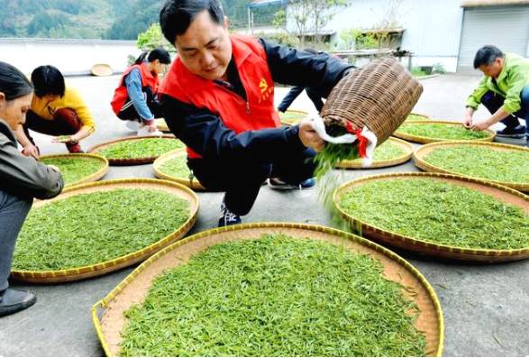 有关于江西婺源溪头乡：党员干部茶山帮茶农采摘谷雨茶的最新信息(4)