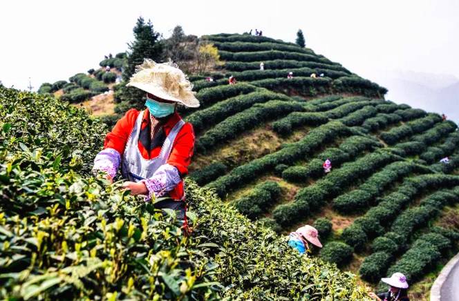 有关于茶园剪影 又是一年采茶季 春色满园盼君来的最新资讯(30)