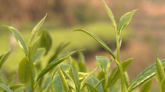 关于云南昌宁:第一批春茶上市 茶价上涨茶农乐的热门新闻