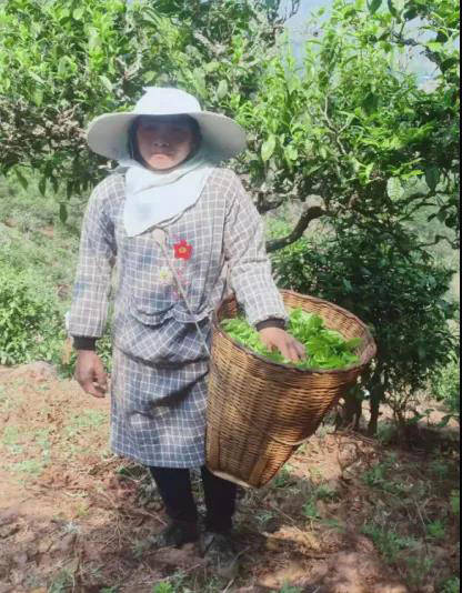 有关于墨江景星镇“凤凰窝”古茶园开采,预计产值近2000万的热门消息(3)