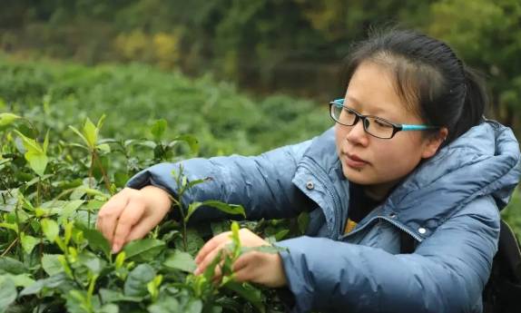 有关于茶园剪影 又是一年采茶季 春色满园盼君来的最新资讯(1)