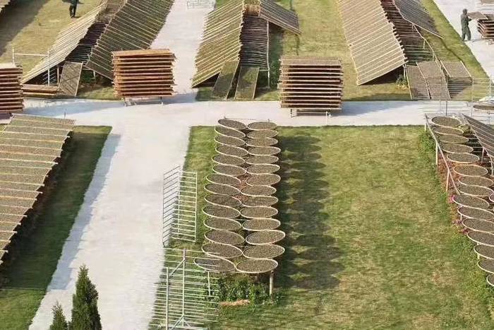 有关于一片茶叶，成就一个产业！2021年中央一号文件提出：发展绿色有机农产品…的新闻(1)