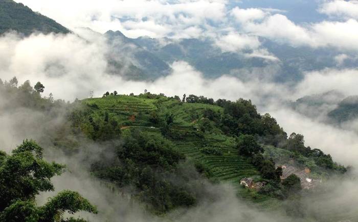 有关于高山云雾润千年 茶王之地产好茶丨镇沅县“千家寨爷号”普洱茶线上发布的新闻(3)