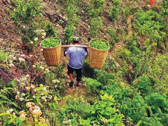 关于探访云南省临沧市双江县冰岛老寨整体搬迁的热门消息(5)