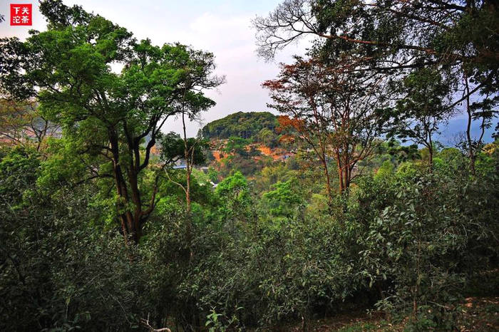 有关于一周热门：2020年中国茶叶电商数据报告、深度解析2021中国茶叶行业发展趋势、6个藏茶小妙招，上海、厦门国际茶博(10)