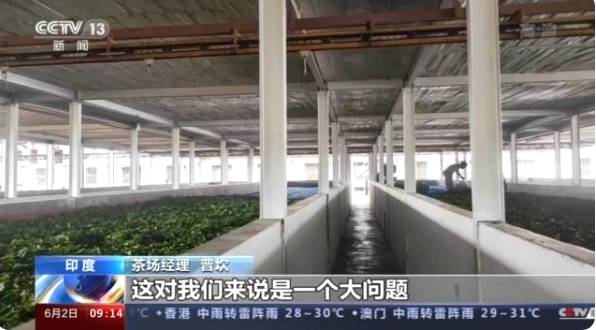 有关于阿萨姆邦茶叶种植区:1月到5月茶叶减产至少6000万公斤的热门资讯(3)