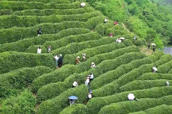 关于绿了群山 富了乡亲 看陕南茶山变“金山”的最新信息