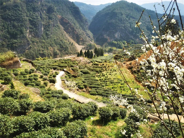 关于重庆巫山:乡村振兴新篇章! 福田镇茶叶种植增收上千万元的新闻(4)