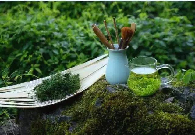 有关于从女娲故里“生物基因库”走出的茶中“尤物”的资讯