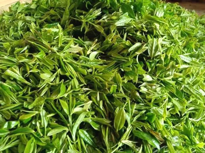 有关于“要统筹做好茶文化、茶产业、茶科技这篇大文章！”寿宁茶人倍感振奋的热门信息(3)