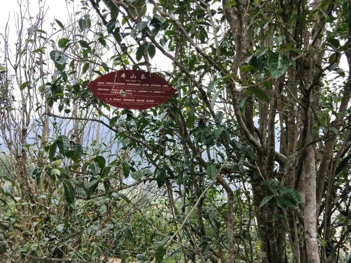 有关于中国首家茶树演化自然博物馆在临沧白莺山挂牌的新闻(4)