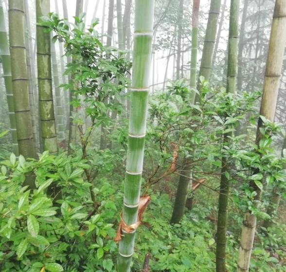 关于新化古茶树：金凤竹林大叶50厘米母树再现的热门资讯(7)