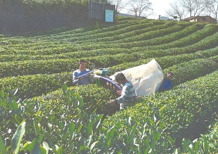 关于茶园生产 茶叶机械化难题 还要研推结合的信息(3)