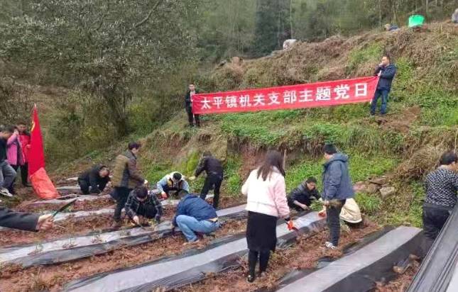 关于3月12吉首市太平镇：春光正明媚 干群种茶忙的热门资讯