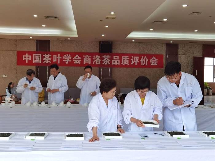 关于中国茶叶学会组织专家走进商洛，助力商洛茶业高质量发展的资讯(2)