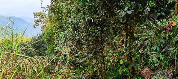 有关于文山西畴“白毛茶王”开采 揭开了坪寨古茶山春茶开采的序幕的最新消息(3)