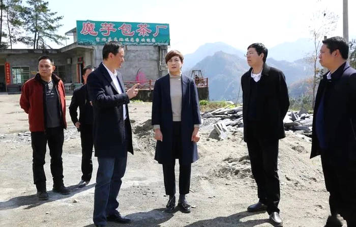 关于陈莲督导检查“春之茶”开茶季活动筹备情况的最新资讯(1)