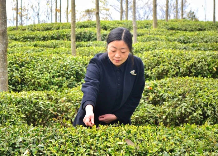 有关于泡“好茶”到“泡好”茶——技术创新助“利川红”高质量发展的资讯(2)