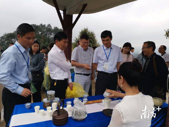 关于采茶正当时！广东春茶开采节在仁化红山镇举行的热门新闻(2)