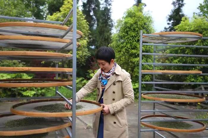 关于宽阔水4000余亩野生茶树 茶品已走向全国的新闻(7)