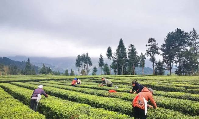 有关于石阡县30多万亩苔茶园生机盎然 正是茶叶采摘好时节的资讯(2)