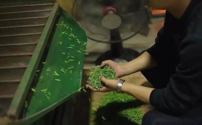 有关于“茶长制”来了！安徽发布重磅政策做强茶产业的热门信息(5)