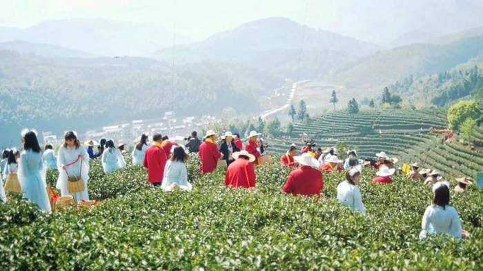 关于政和白茶开采 中国味道 生态茶园 健康好茶的热门信息(1)
