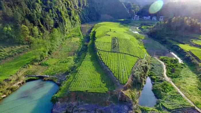 关于湖北深山有好茶 “脱贫茶”成为“振兴叶”的资讯(2)