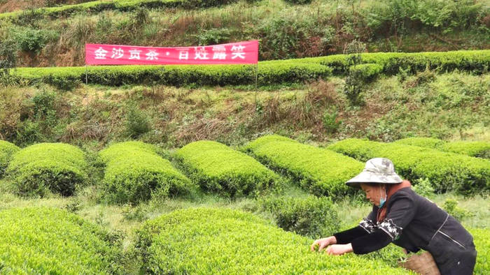 有关于金沙贡茶公司岚头基地成功承办2021年金沙县采茶节暨双手采茶技能竞赛的热门新闻(1)