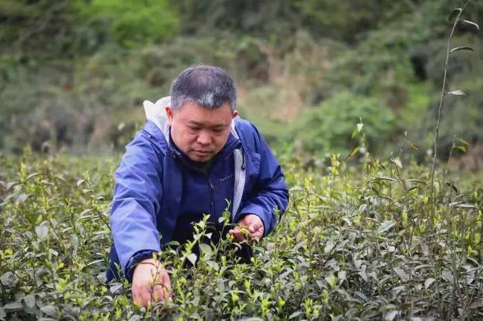 关于宽阔水4000余亩野生茶树 茶品已走向全国的新闻(9)