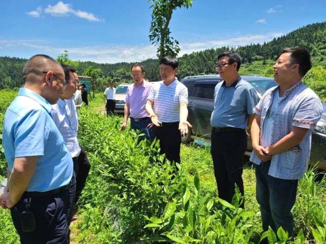 有关于州人大调研组来花垣调研茶叶产业发展情况的热门信息(2)