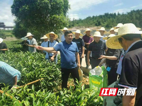 有关于湘西州乡村振兴点茶叶提质增效技术培训会在花垣举行的热门资讯(2)