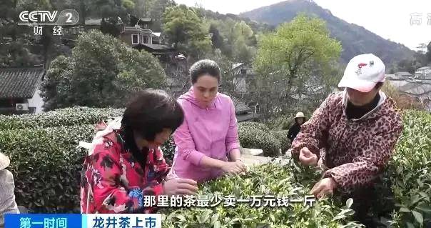 关于一斤西湖龙井最高卖到3万元！万元狮峰龙井供不应求的最新信息(2)