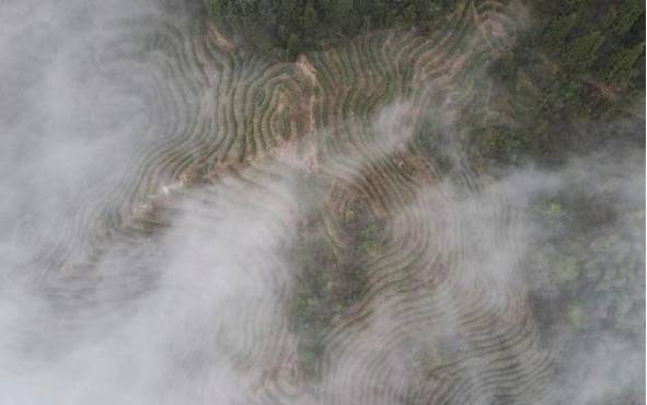 关于南岳1.08万亩茶园第一批春茶采摘时节的消息