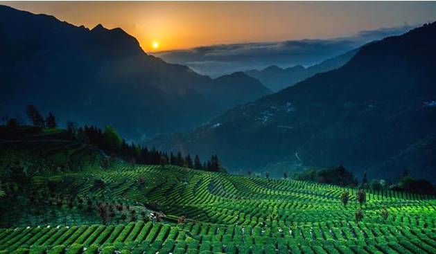 有关于恩施玉露茶叶基地春茶飘香 茶叶进入开采的新闻(1)