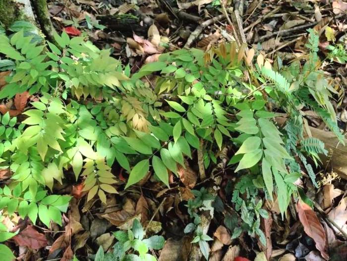 有关于勐海贺开：遇见最美茶园，230余万株古茶树备受“呵护”的最新资讯(14)