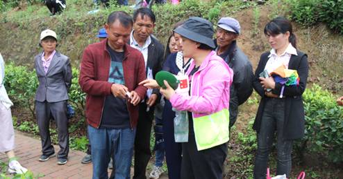 关于凤庆县小湾镇：突出“三个一千”行动 为广大茶农解决病虫害防治难题的热门消息(2)