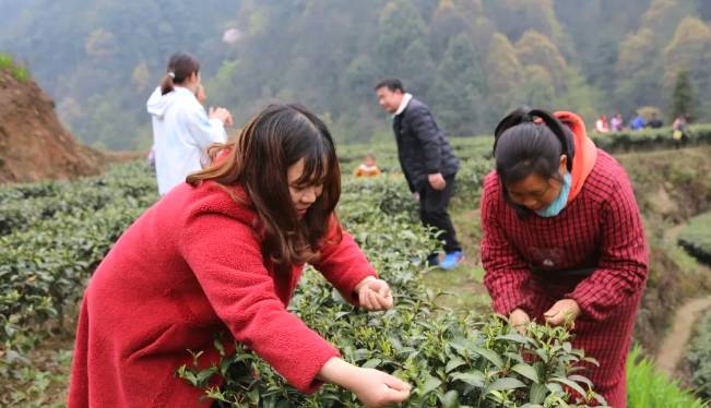 有关于兴隆乡大田村：阳春三月好风光 群众山上采茶忙的最新消息(2)