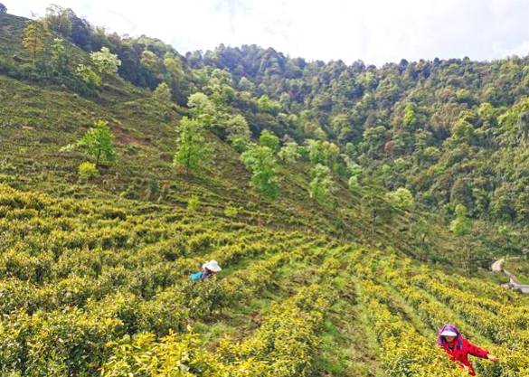 关于雅安｜荥茶万亩茶山飘香  助力乡村振兴的最新信息