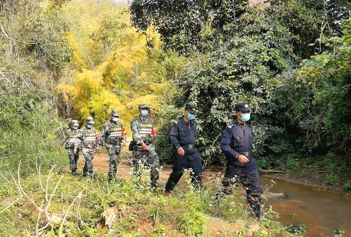 关于西双版纳勐海县百名毁林种茶违法涉案群众集体投案自首的热门消息(2)