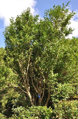 有关于黔西南35万亩春茶迎来采收季 茶农采茶忙的热门消息(6)